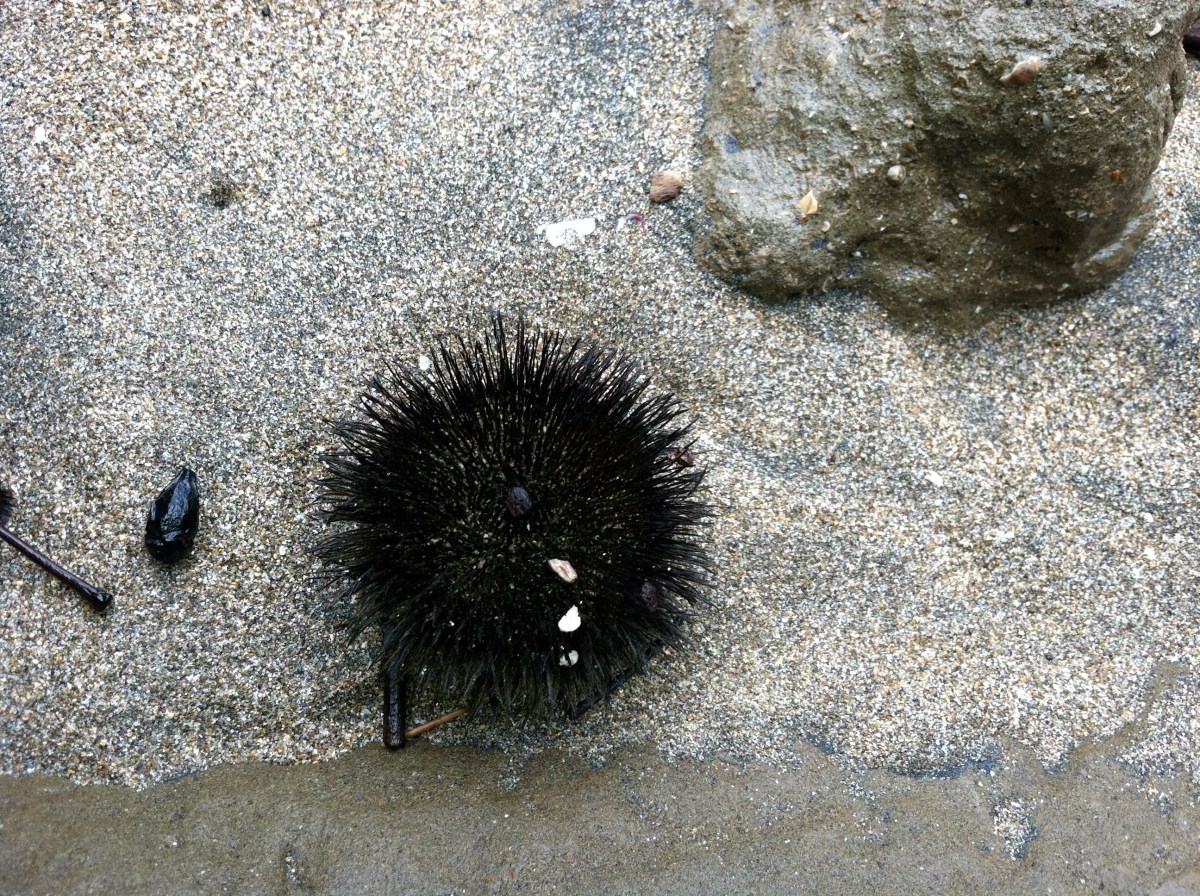 Sea urchin