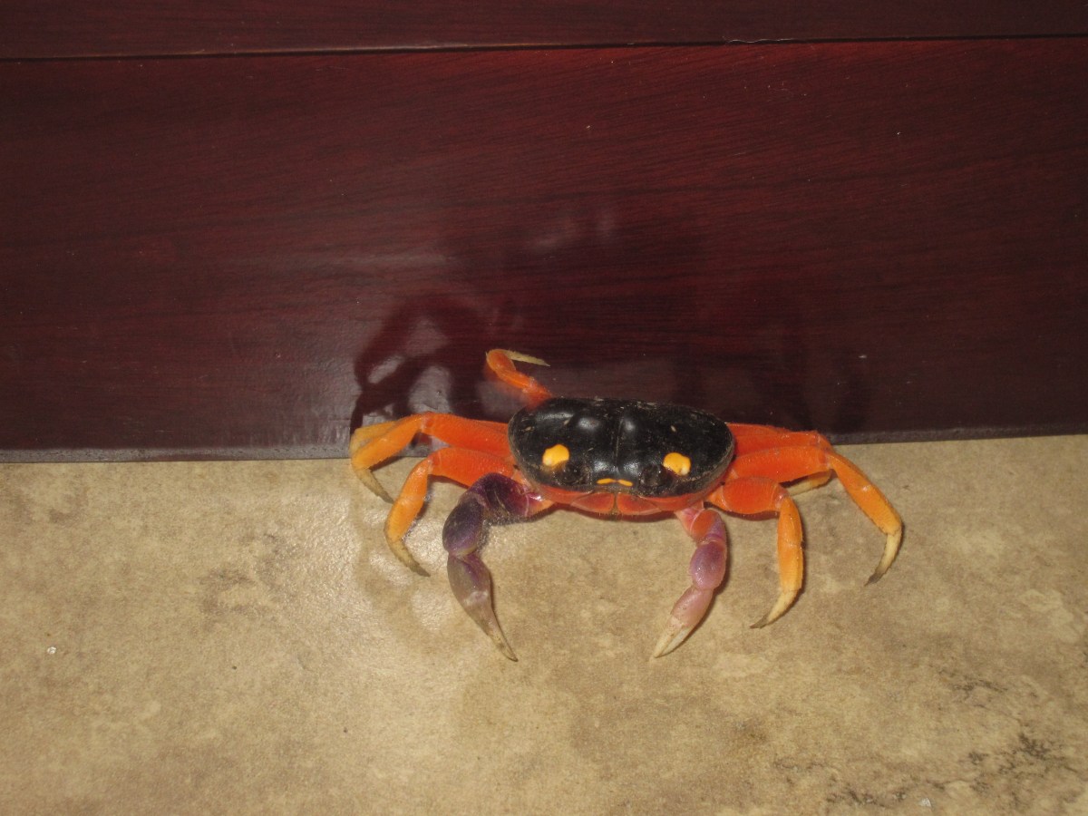 Crab