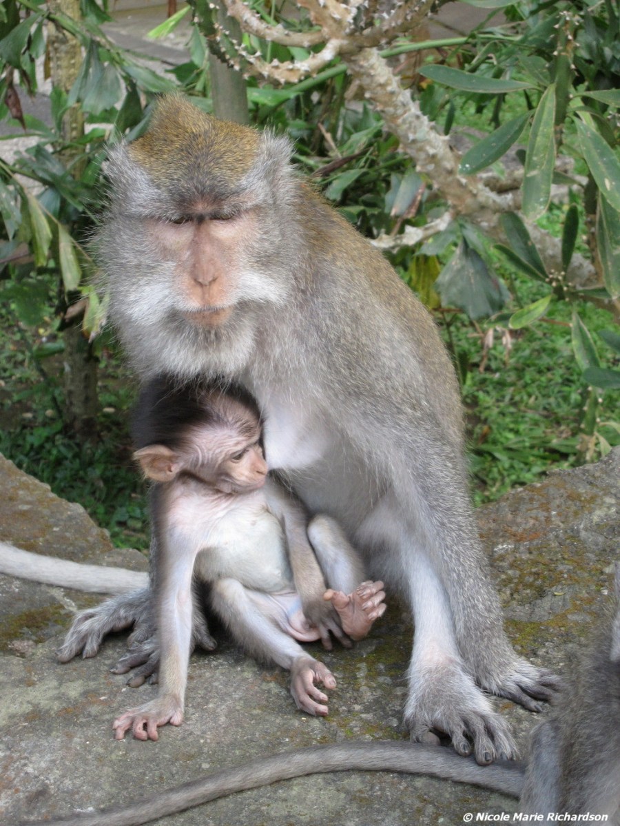 Monkey forest
