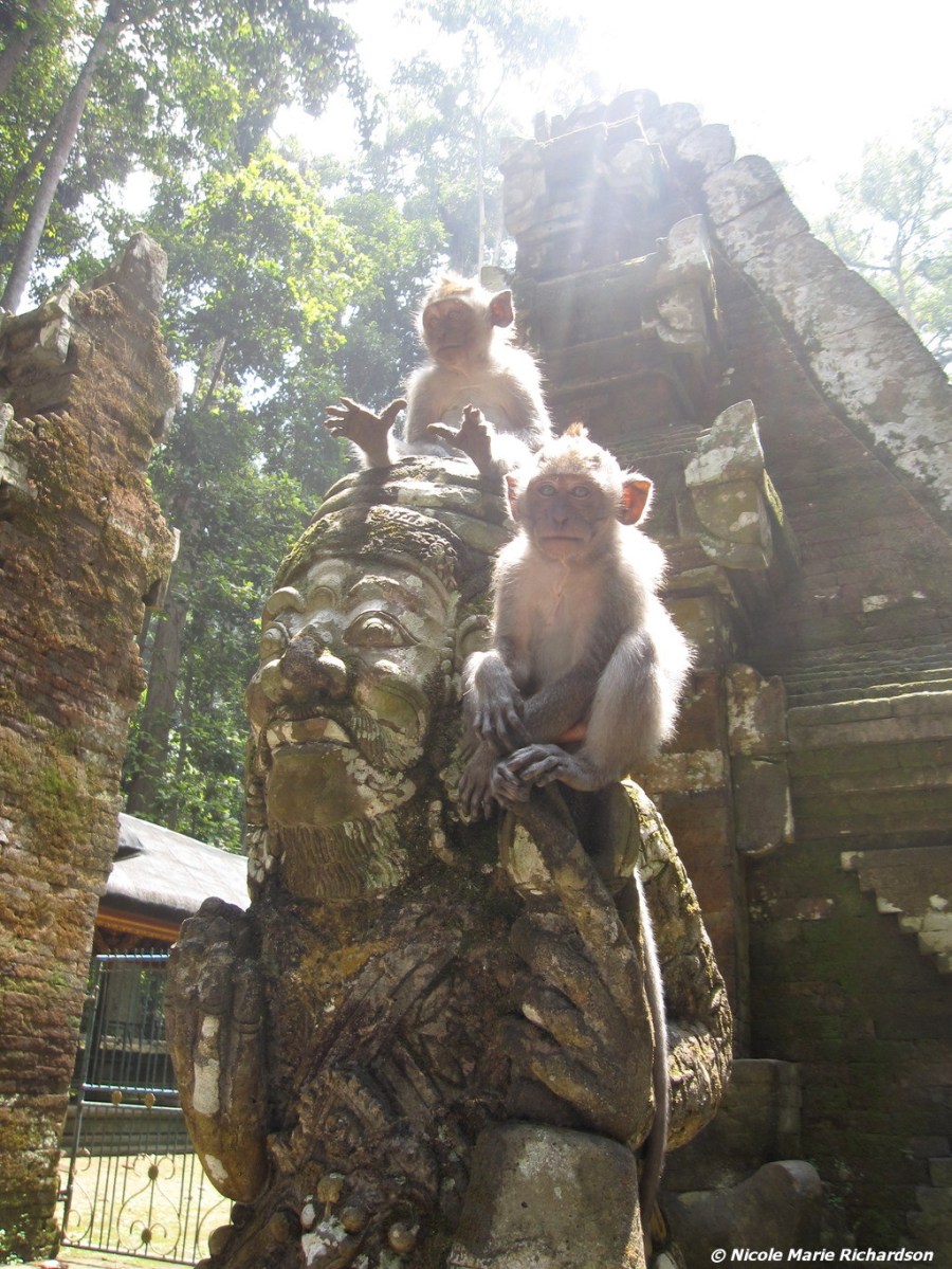 Monkey forest