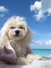 Bella in the Bahamas