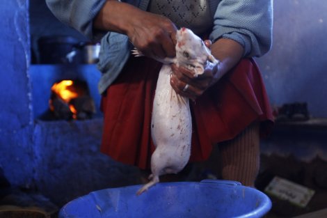 a-woman-prepares-a-guinea-pig-for-cooking-in-langui-peru-guinea-pigs-are-a-delicacy-in-many-parts-of-south-america